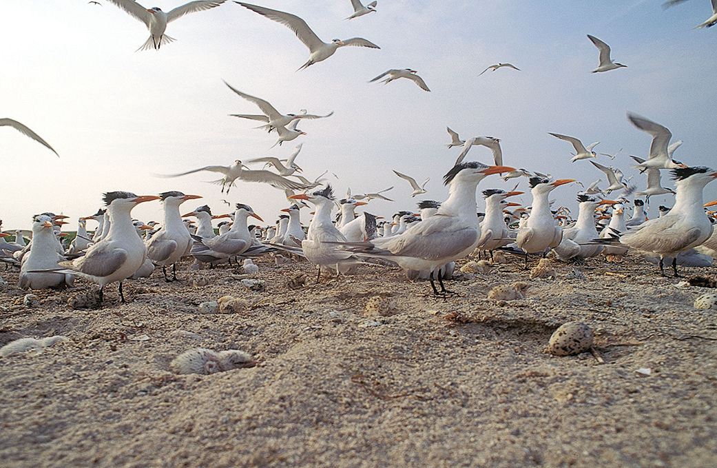 Royal tern colony